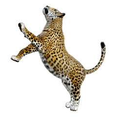 3D Rendering Big Cat Jaguar on White