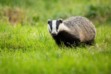 Cute european badger, meles meles, coming forward on a fresh green lawn. Cute animal with black and white stripes and small black eyes in wilderness from front view with copy space