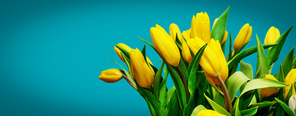 Spring bouquet of yellow tulips on malachite color background. Banner. Happy Mother's Day, Happy Birthday, Easter festive greeting card. Close-up