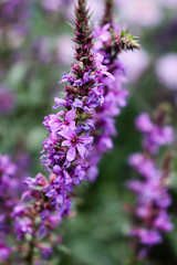 Wild inflorescence of blooming Lythrum salicaria flower.