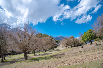 Rouvas forest on Psiloritis mountain, with streams and colorful plantation at spring, Crete, Greece 