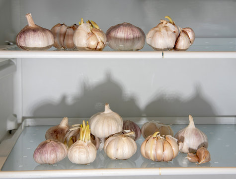 A supply of garlic on an empty shelf in the refrigerator.