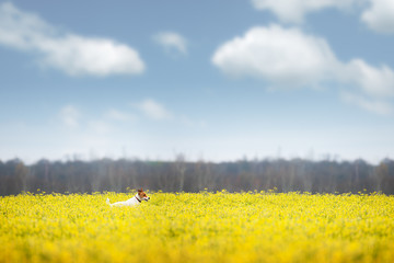 Jack russel terrier puppy on yellow rapeseed flower meadow. Happy dog outdoor