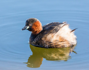 little grebe duck