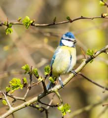 blue tit on branch © thecoach1