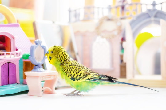 Funny budgerigar. Cute green budgie parrot sits on window sill plays with mirror. Pet bird and its toys