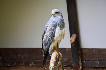 Black-chested buzzard-eagle at falconry (Geranoaetus melanoleucus)
