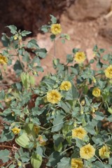 Yellow Nightshade Groundcherry, Physalis crassifolia, is a native plant of the Southern Mojave Desert which produces yellow blooms when Spring warms Joshua Tree National Park.