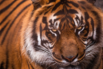 Close portrait of a Tiger  in a zoo enclosure
