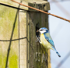 blue tit on branch