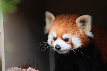 Cute Red panda walking around being playful in an enclosure
