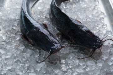 Fresh fish fillet on ice. Healthy food, styling, cooking concept.