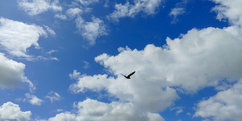 A pleasant walk through the Rodó Park of Montevideo in Uruguay.