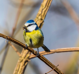 blue tit on branch
