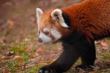Cute Red panda walking around being playful in an enclosure