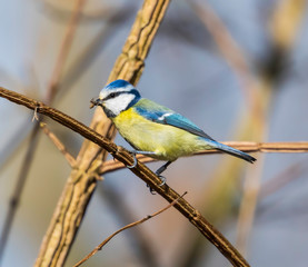 blue tit on branch