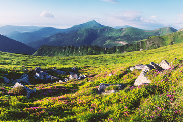 Fototapeta na wymiar Rhododendron flowers covered mountains meadow in summer time. Purple sunrise light glowing on a foreground. Landscape photography