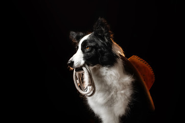 Border collie dog in the image of a cowboy photo on a black background