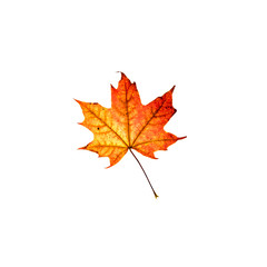 Orange and red maple leaf isolated on white background. Bright flower top view. Autumn flora. Plant on color table concept
