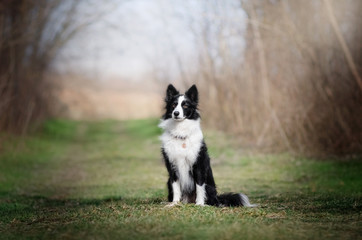 border collie dog beautiful portrait in the forest