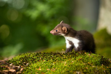 Little beech marten,martes foina, cub looking aside on green moss in forest. Cute young animal standing in summer nature from front view. Wild mammal baby with copy space