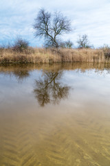 Reflection of a tree in a canal at lake Neusiedlersee