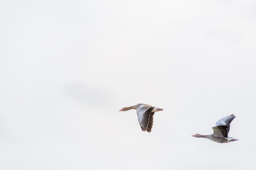 Fototapeta premium Two ducks flying across