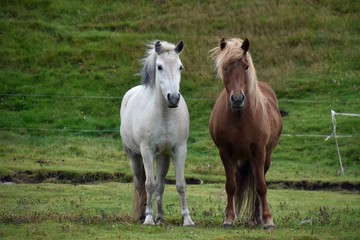 Obraz na płótnie Canvas mare and foal in the field