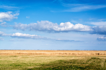 Obraz premium Field and meadow at lake neusiedlersee in Burgenland