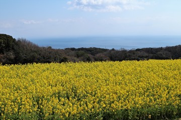 Fototapeta premium あわじ花さじき