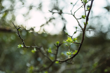Detail of a beautiful green branch in the forest