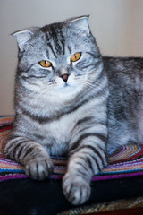 Portrait of grey scottish fold cat. Tabby shorthair kitten. Big yellow eyes. A beautiful background for wallpaper, cover, postcard. Isolated, close up. Cats concept.	
