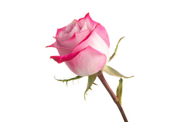 pink rose isolated