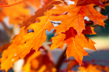 Orange leaves in autumn - 331020819
