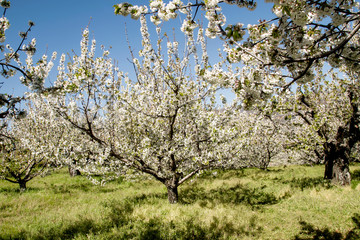 Cherry trees blossom