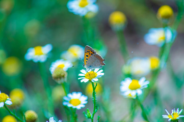 Butterfly of the species Argo bronze, scientific name Polyommatus icarus.