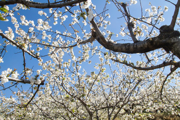 Springtime cherry blossoms