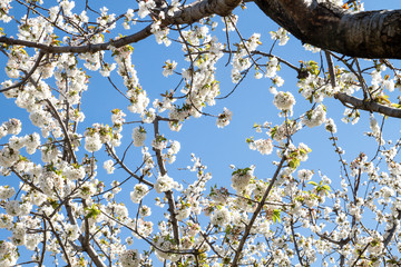 Cherry blossoms