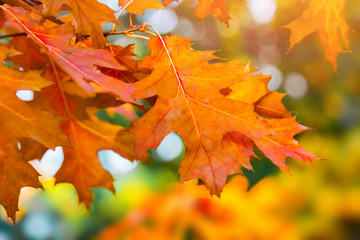 Fototapeta na wymiar Orange tree leaves in autumn