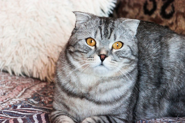 Naklejka na ściany i meble Portrait of grey scottish fold cat. Tabby shorthair kitten. Big yellow eyes. A beautiful background for wallpaper, cover, postcard. Isolated, close up. Cats concept. 