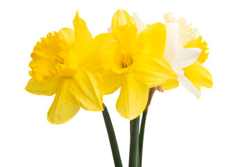 daffodil flowers isolated