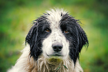 Wet shepherd dog on green nature background closeup