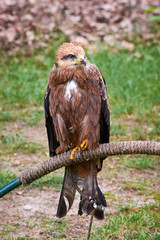 Black Kite Closeup (Milvus migrans) Falconry