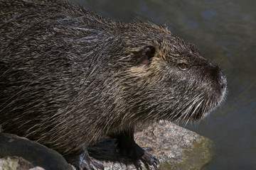 close up of coypu in zoo