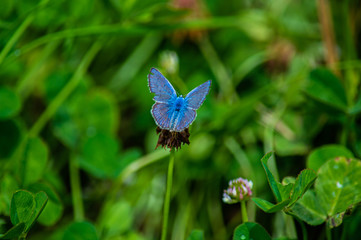 Butterfly of the species argo blu, scientific name Polyommatus icarus.