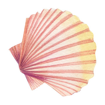Watercolor seashell, isolated on white background. Hand drawn illustrations