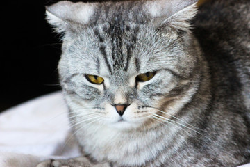 Portrait of grey scottish fold cat. Tabby shorthair kitten. Big yellow eyes. A beautiful background for wallpaper, cover, postcard. Isolated, close up. Cats concept.	