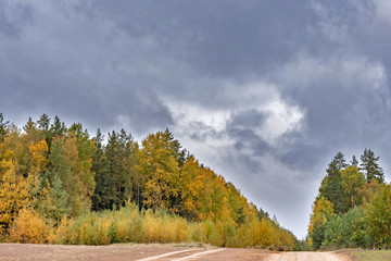 Beautiful forest photographed in autumn against the background of clouds.