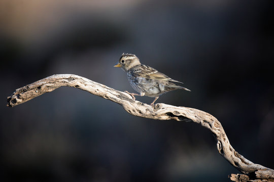 Polluelo de gorrion sobre una rama