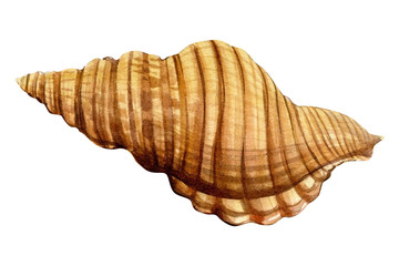 Watercolor seashell, isolated on white background. Hand drawn illustrations